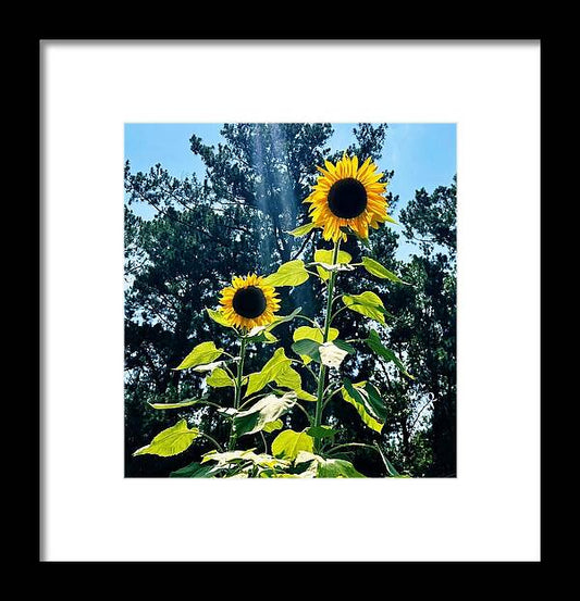 Sunflowers Reaching Towards the Sky - Framed Print
