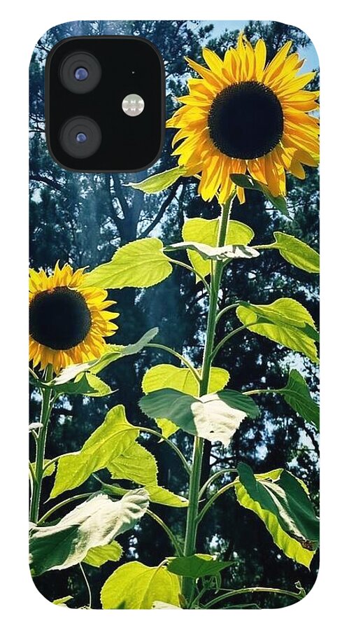 Sunflowers Reaching Towards the Sky - Phone Case