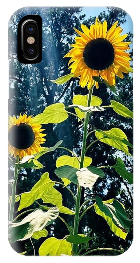 Sunflowers Reaching Towards the Sky - Phone Case
