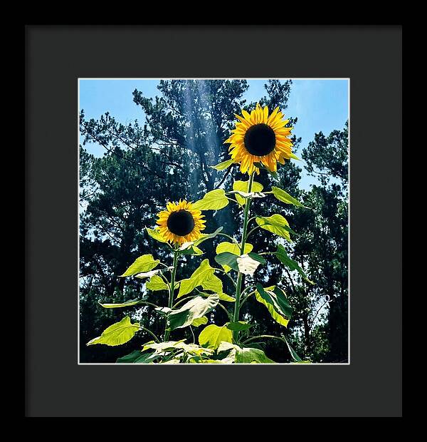 Sunflowers Reaching Towards the Sky - Framed Print
