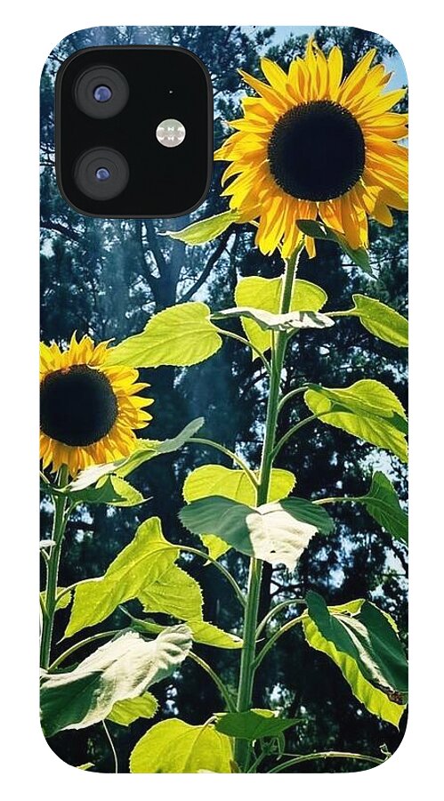 Sunflowers Reaching Towards the Sky - Phone Case