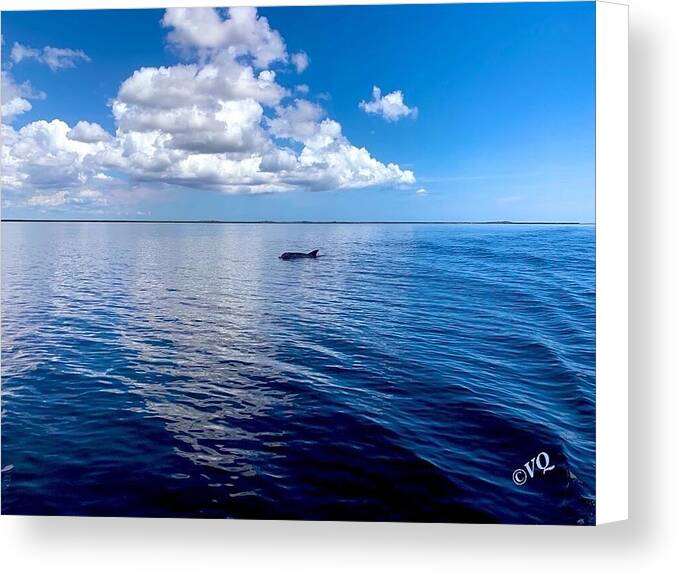 Tranquil Waters with Dolphin - Canvas Print