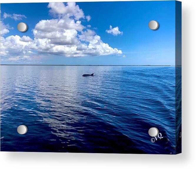 Tranquil Waters with Dolphin - Acrylic Print