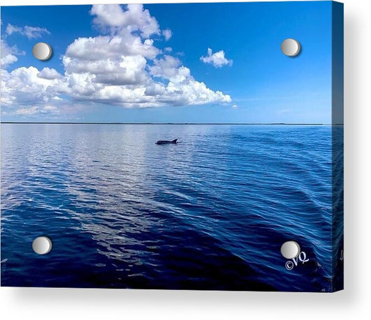Tranquil Waters with Dolphin - Acrylic Print